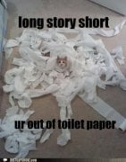 Cat-toilet-paper.jpg