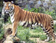 Bengal-Tiger.jpg