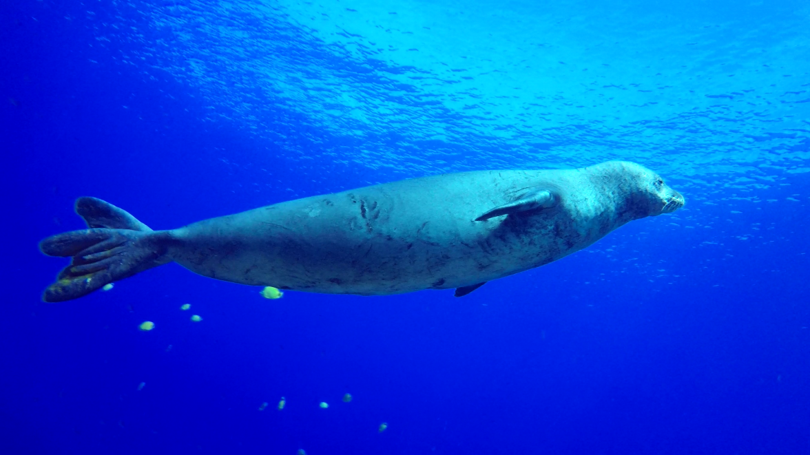 Monk Seal - Niihau.png