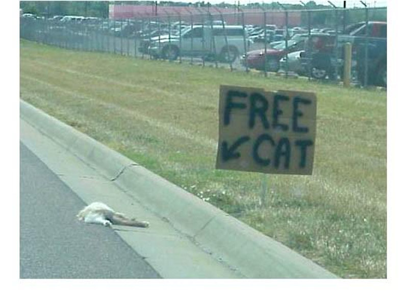 free cat.jpg