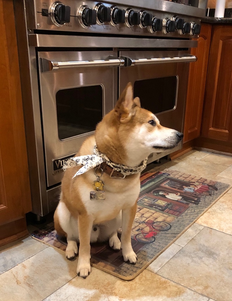 aki-shiba-inu-2.jpg
