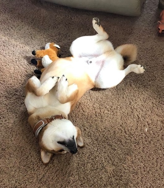 shiba-inu-sleeping.jpg