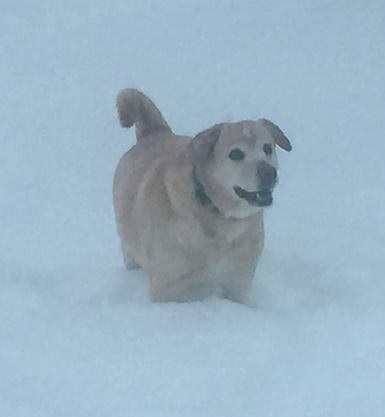 chester-in-snow.jpg