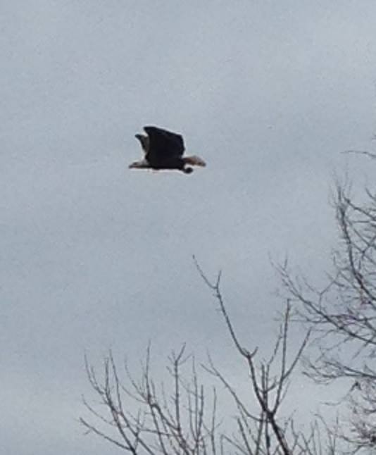 bald-eagle-near-house.jpg