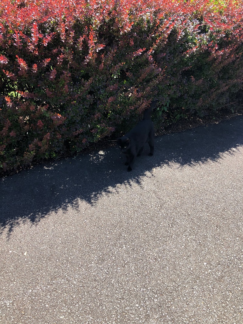 IMG_7378.jpg IMG_7378.jpg