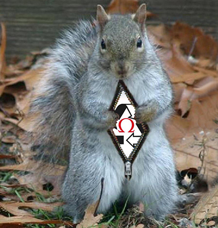 superdennis-squirrel-picture.jpg