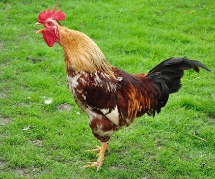 Rooster.jpg