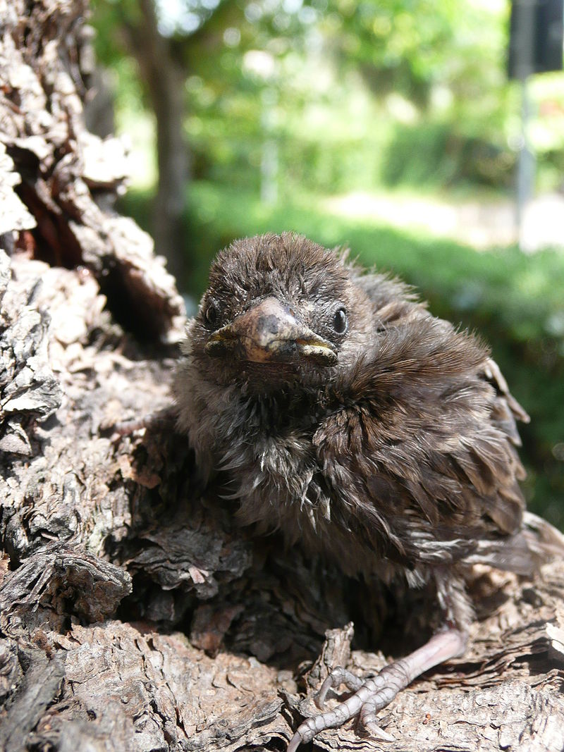 800px-Sparrowchick.JPG 800px-Sparrowchick.JPG