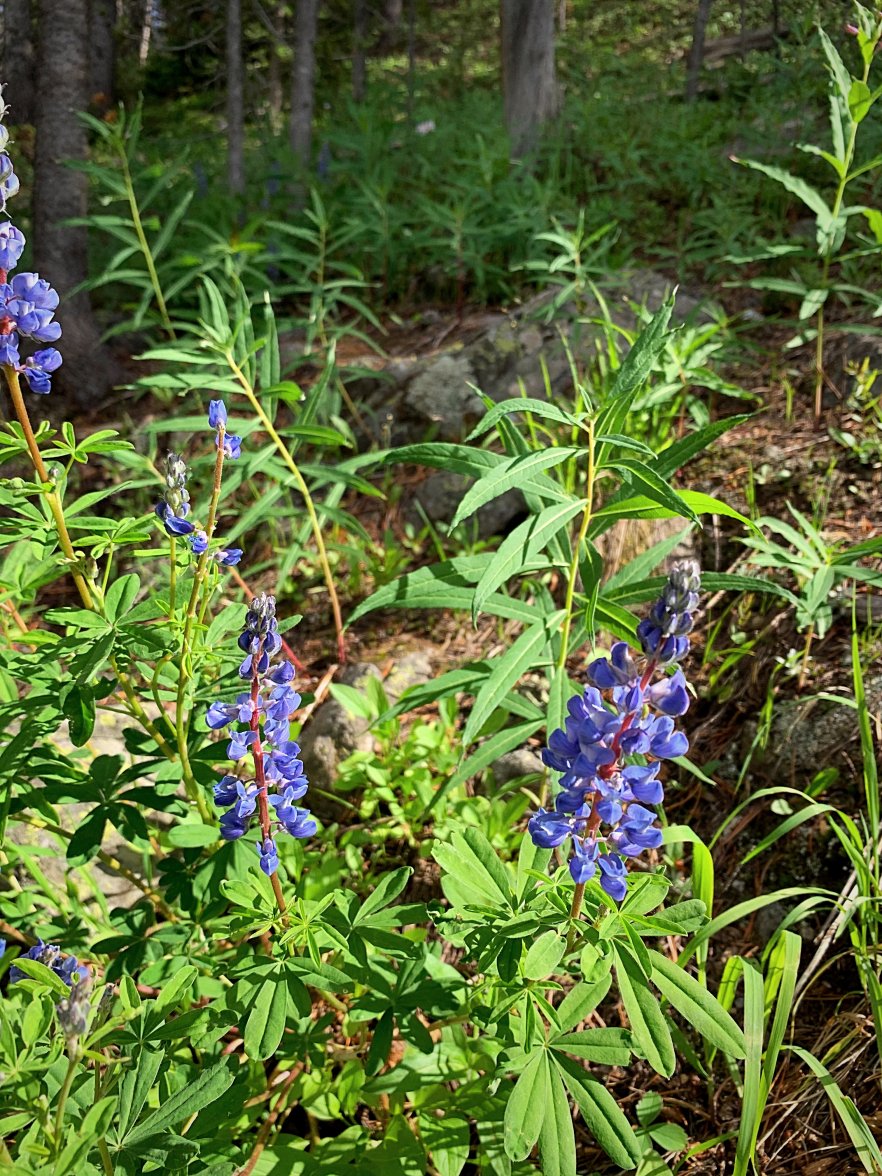 25531780-9755-4411-9C29-B134C1D60282.jpeg 25531780-9755-4411-9C29-B134C1D60282.jpeg