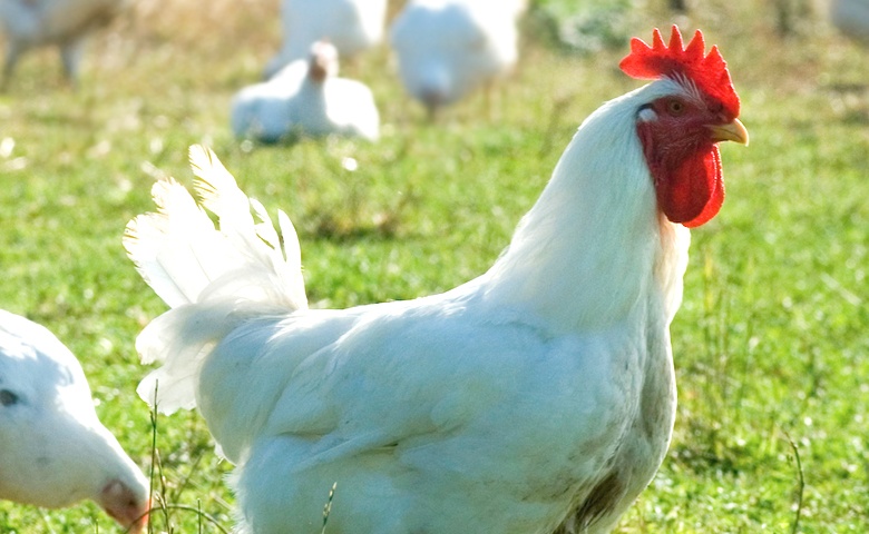 our-birds-live-naturally_mob.jpg our-birds-live-naturally_mob.jpg