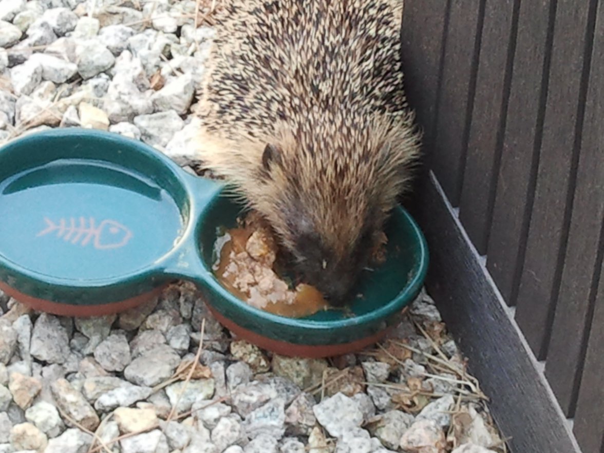 2017-06-22 18.55.15.jpg