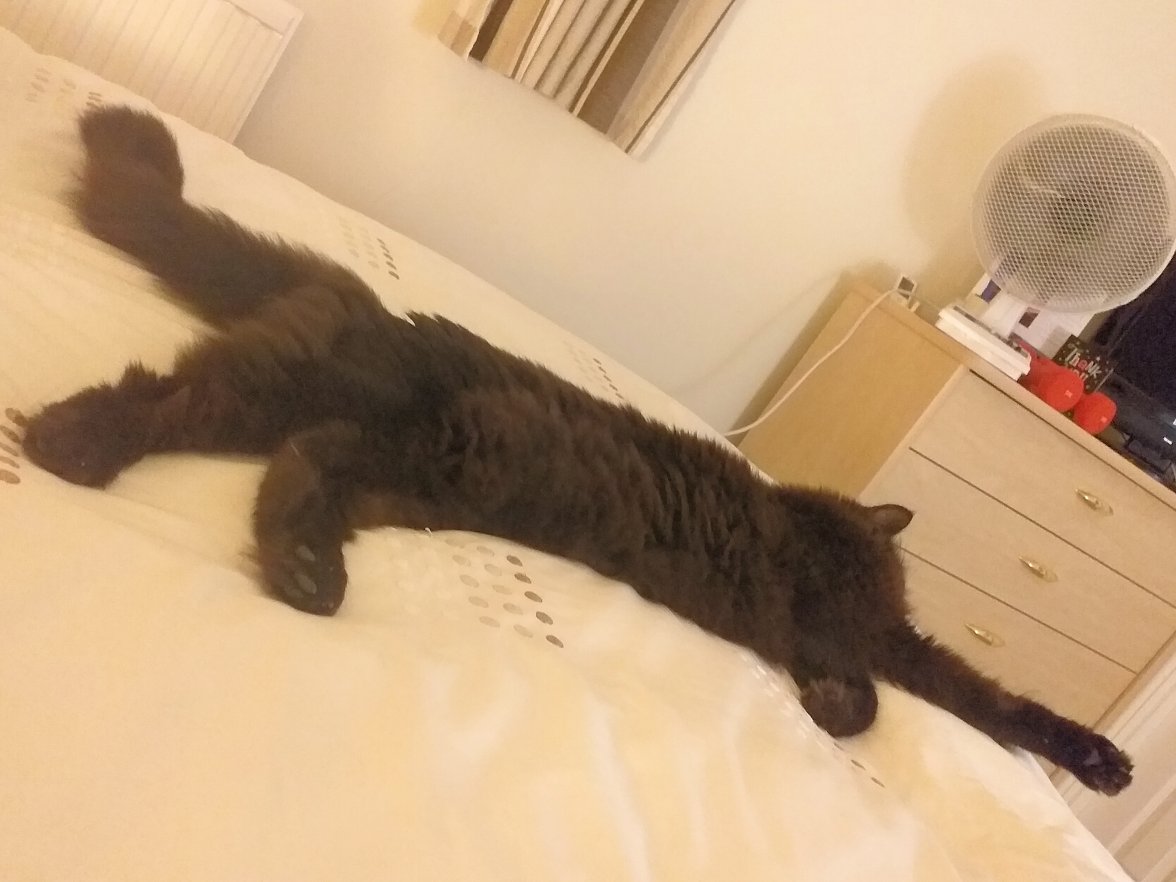 Cat on a hot tin bed - Copy.jpg