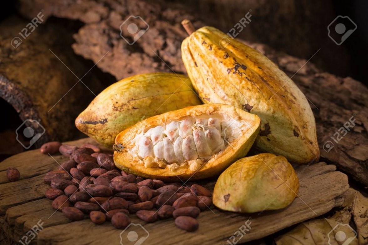 76440622-카카오-열매-원시-카카오-콩-나무-배경에-코코아-콩깍지-.jpg 76440622-카카오-열매-원시-카카오-콩-나무-배경에-코코아-콩깍지-.jpg