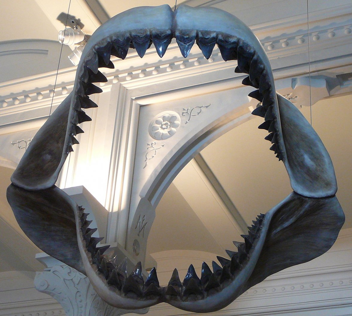 1200px-Megalodon_shark_jaws_museum_of_natural_history_068.jpg