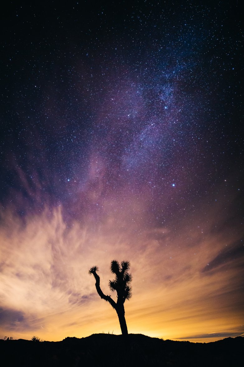 Joshua Tree Vertical.jpg