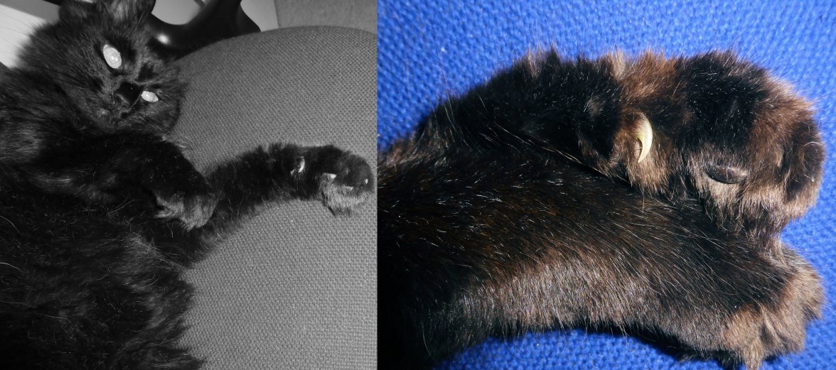 Home guard 2 - Copy.jpg