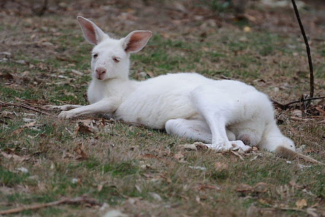 2170CE73-0C91-4524-8BB9-7B025187DF3B.jpeg 2170CE73-0C91-4524-8BB9-7B025187DF3B.jpeg