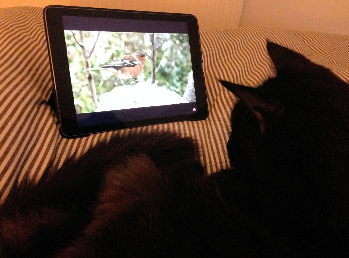 Cat TV - Copy.jpg