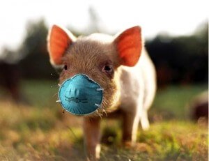 pig-with-mask-300x231.jpg