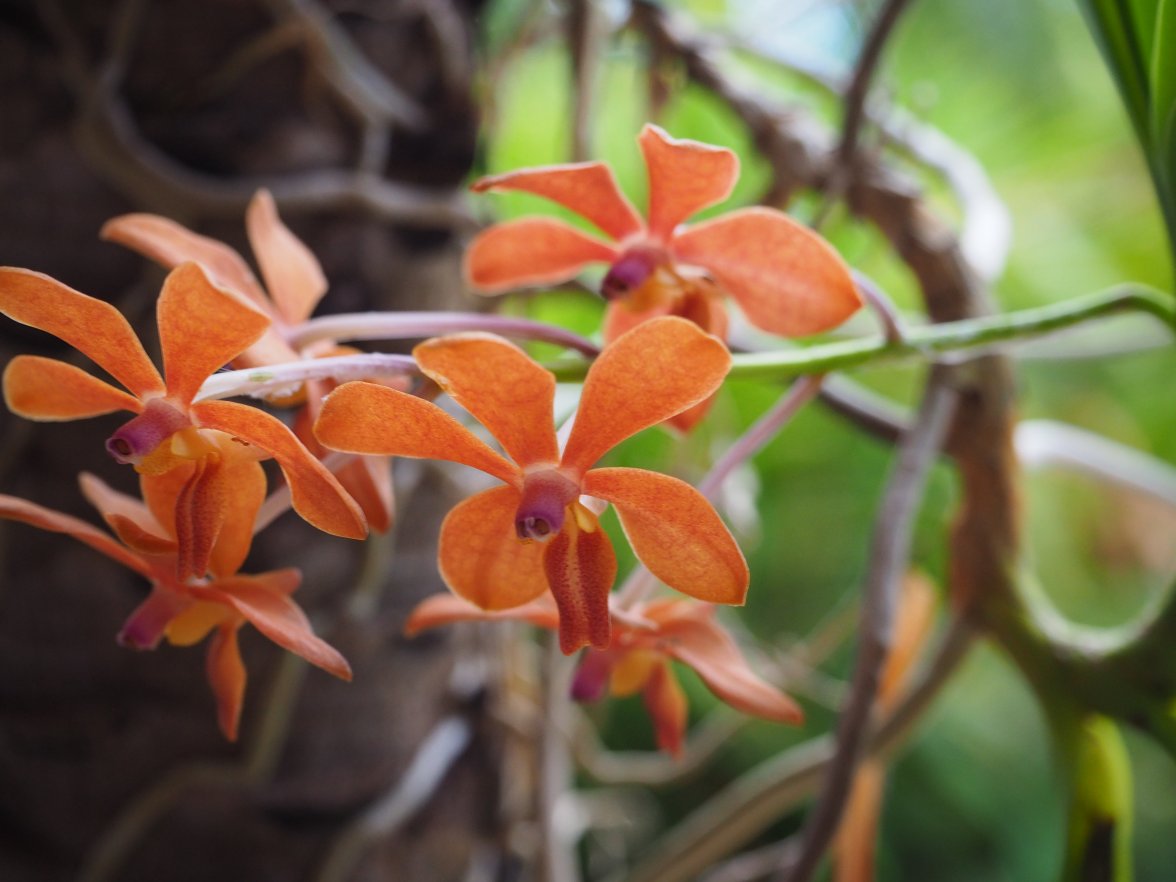 1166E229-D551-4AB3-910E-94359DB8D735.jpeg 1166E229-D551-4AB3-910E-94359DB8D735.jpeg