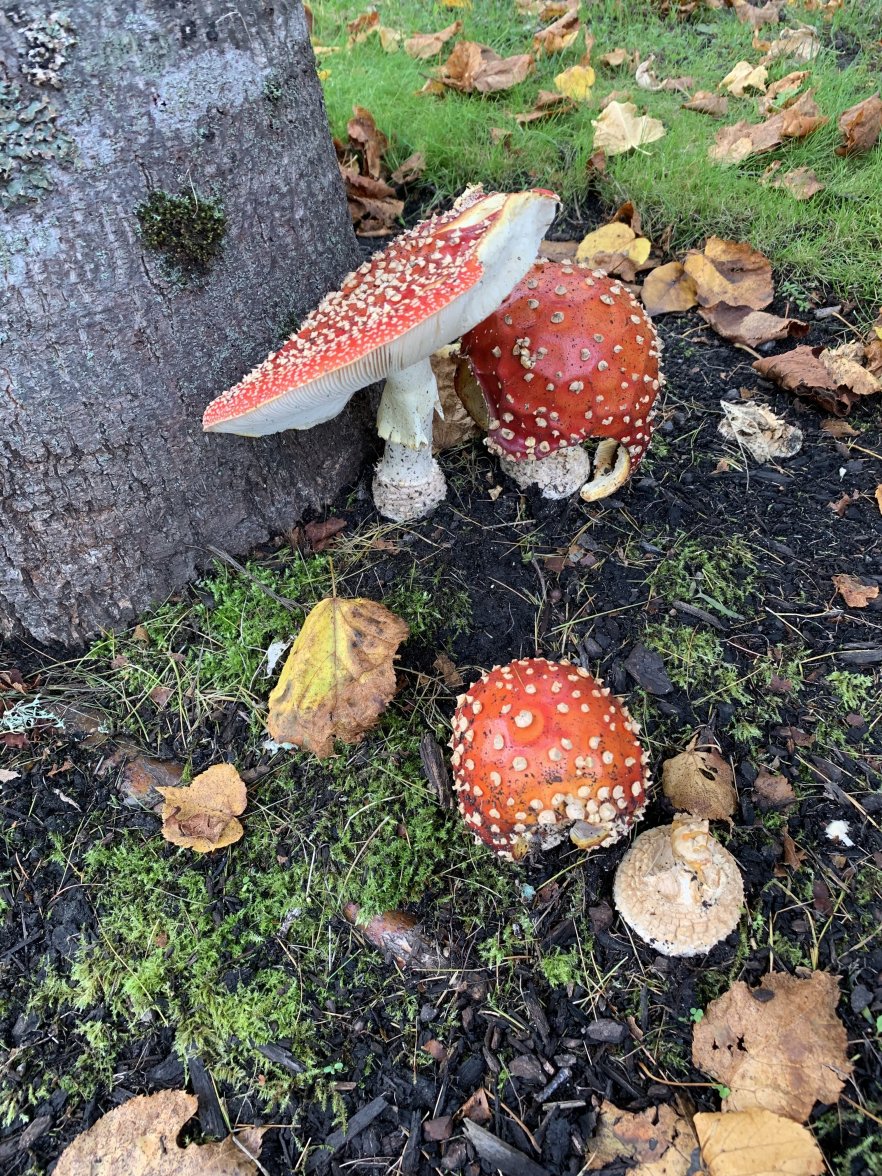 64277F42-B9F6-43E7-B952-15F064702EF9.jpeg 64277F42-B9F6-43E7-B952-15F064702EF9.jpeg