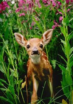 95b9d31dd68f857083f877f139b393c2--wild-animals-baby-animals.jpg