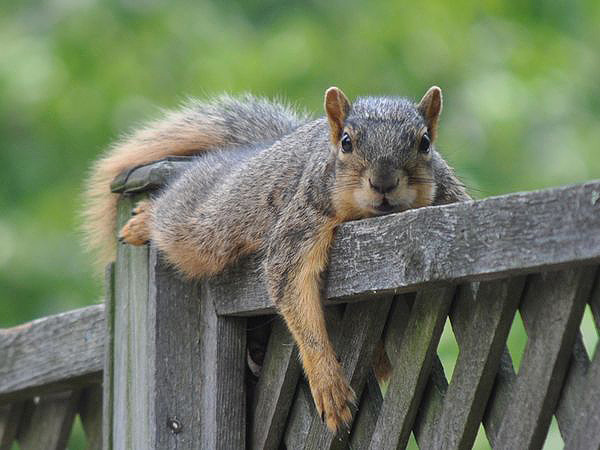 lazy-squirrel-kids-ms_46832_600x450.jpg