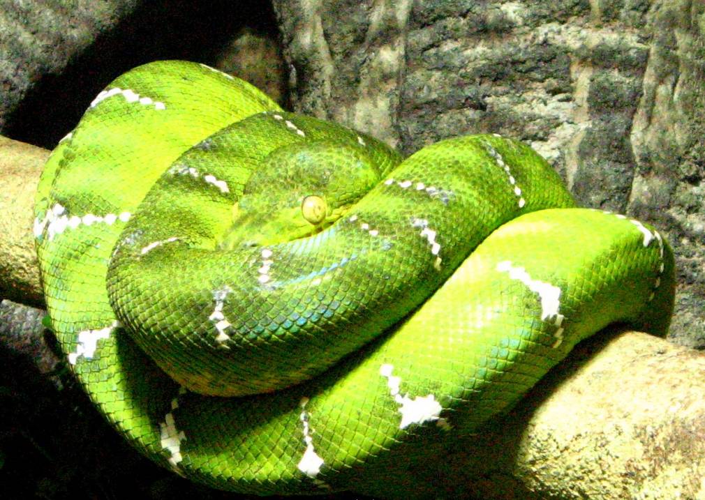 Emerald Snake.jpg