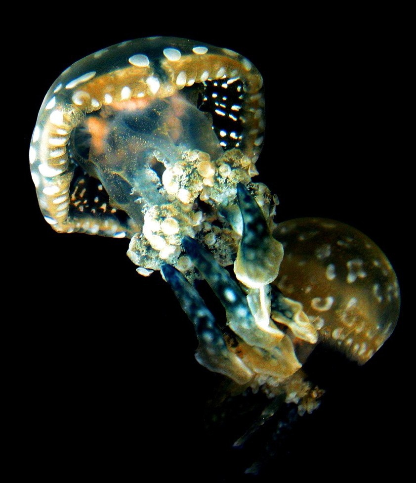 diving Philippines.jpg