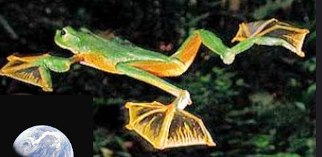 treefroggliding.jpg
