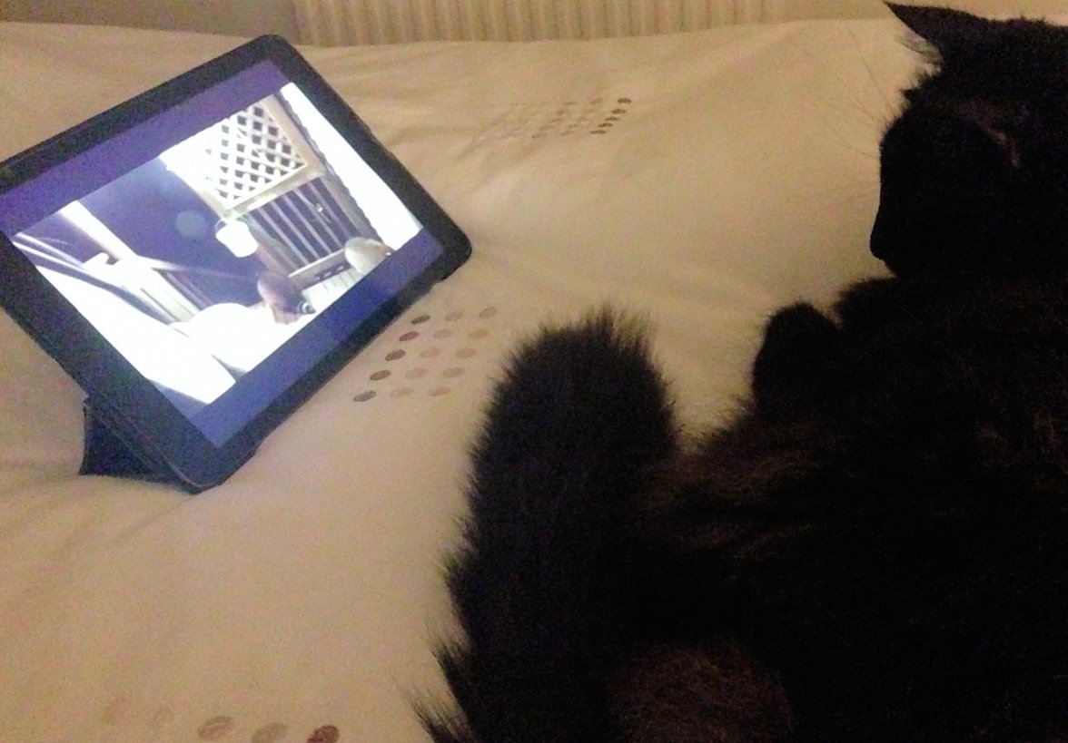 Cat Racoon - Copy.jpg