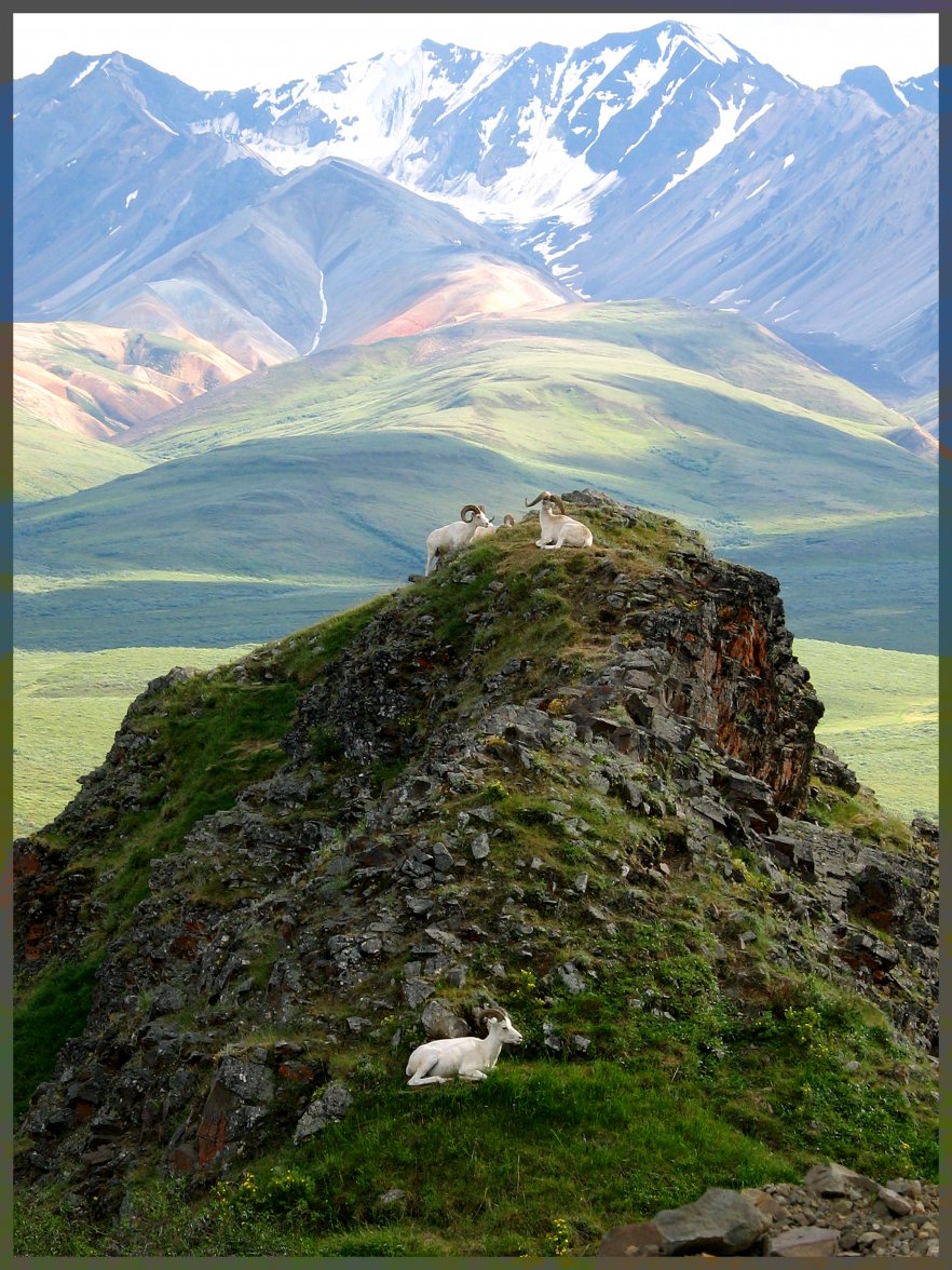 SheepPRINT.jpg SheepPRINT.jpg