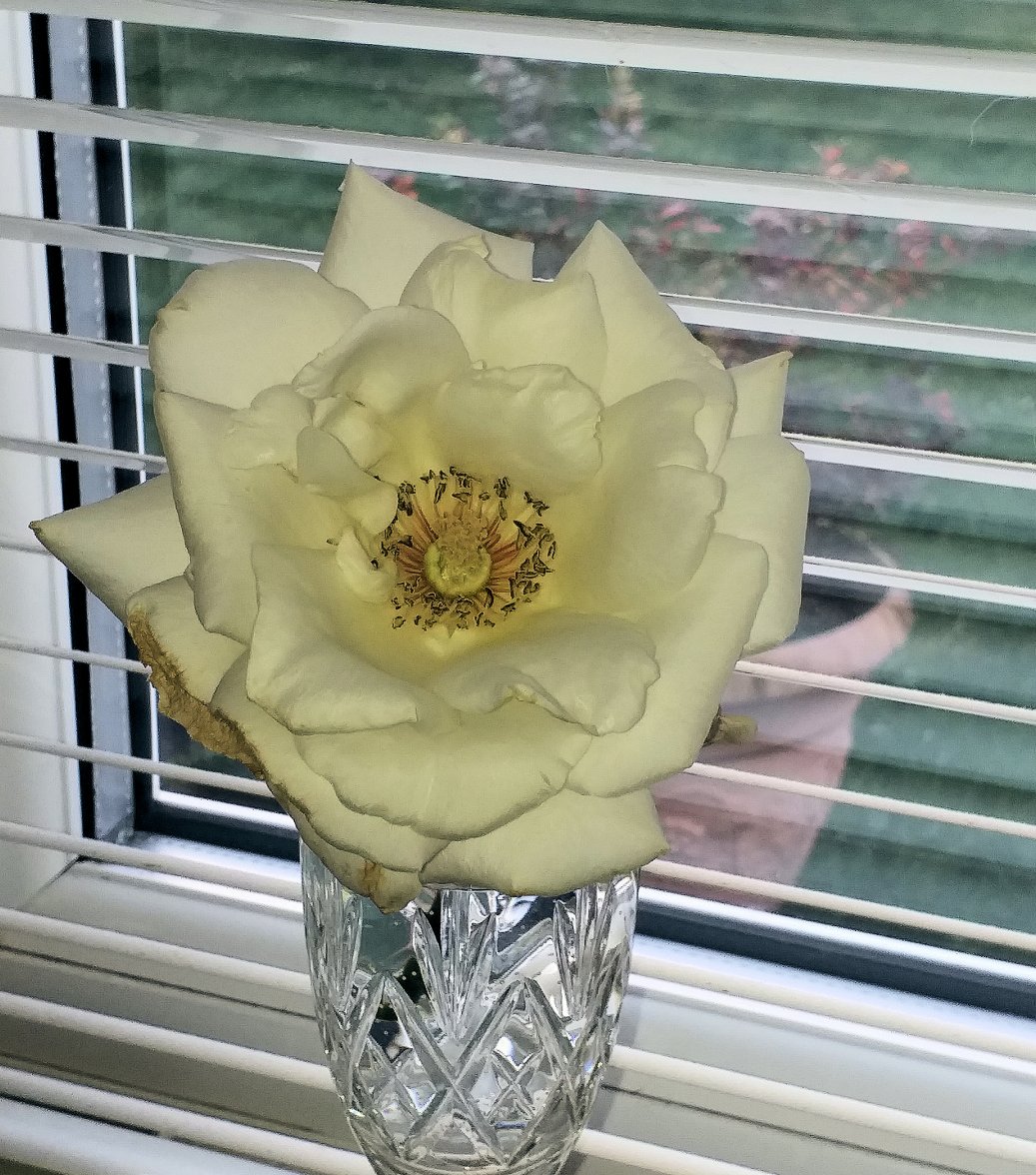 Last Rose - Copy.jpg