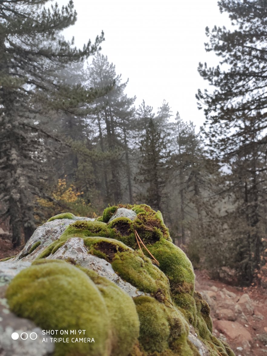 IMG_20201108_085718.jpg IMG_20201108_085718.jpg