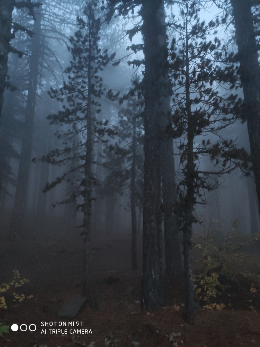 IMG_20201108_061155.jpg IMG_20201108_061155.jpg