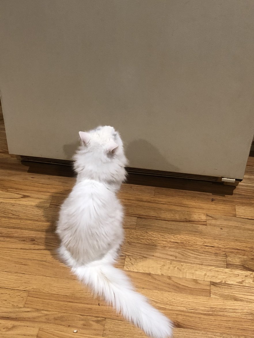 00A677EF-803F-4758-954D-BE403CB890BC.jpeg 00A677EF-803F-4758-954D-BE403CB890BC.jpeg