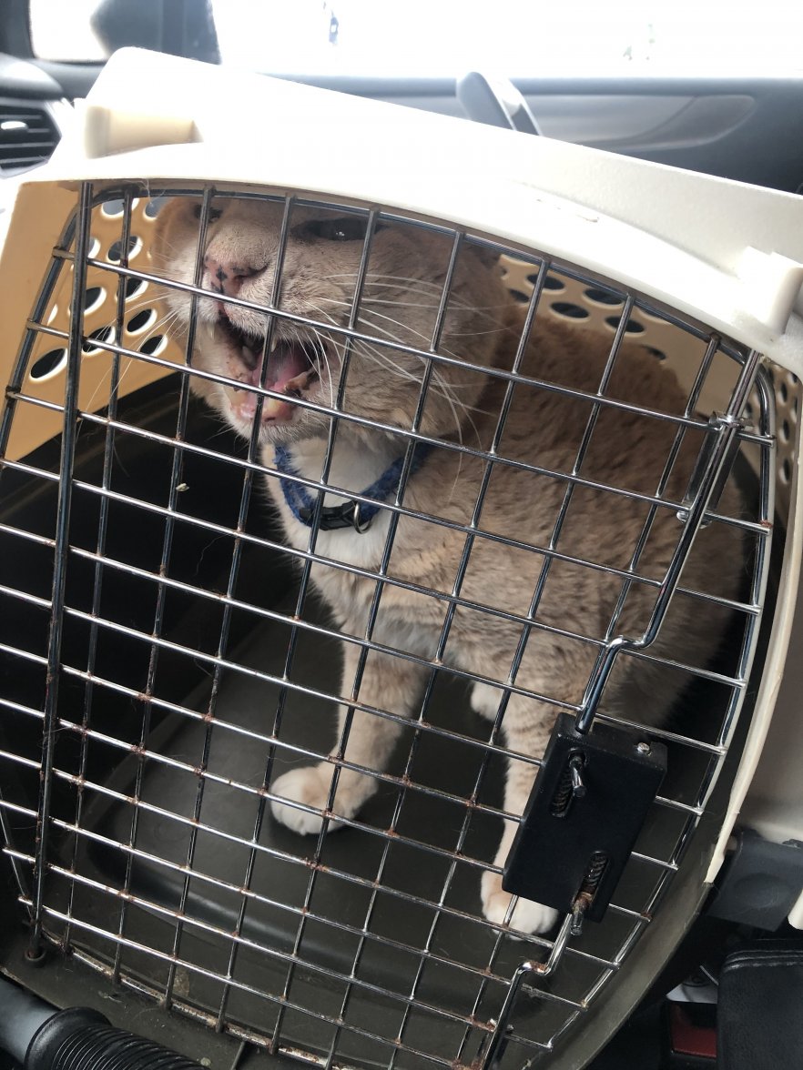 E8F9A223-1683-4D74-92E4-1A8AD485EE5F.jpeg E8F9A223-1683-4D74-92E4-1A8AD485EE5F.jpeg