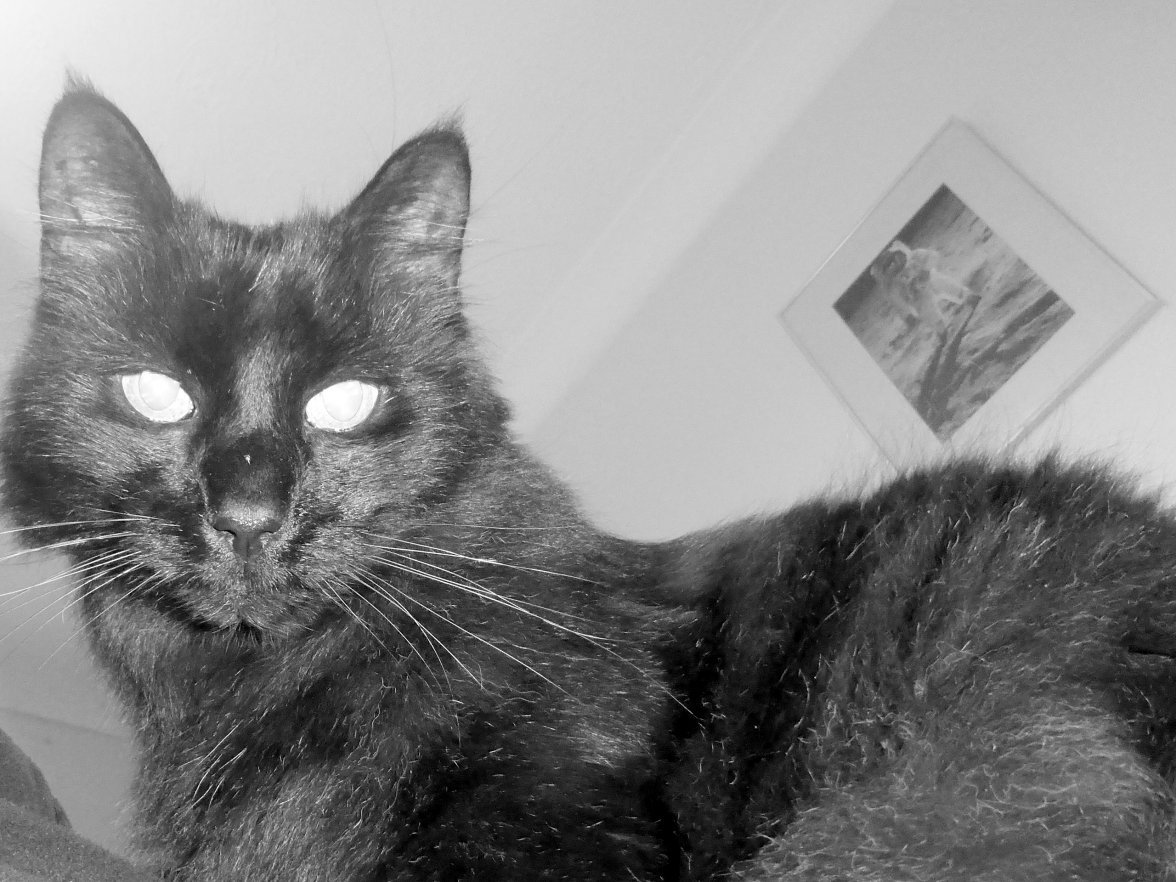 Cats eyes - Copy.jpg