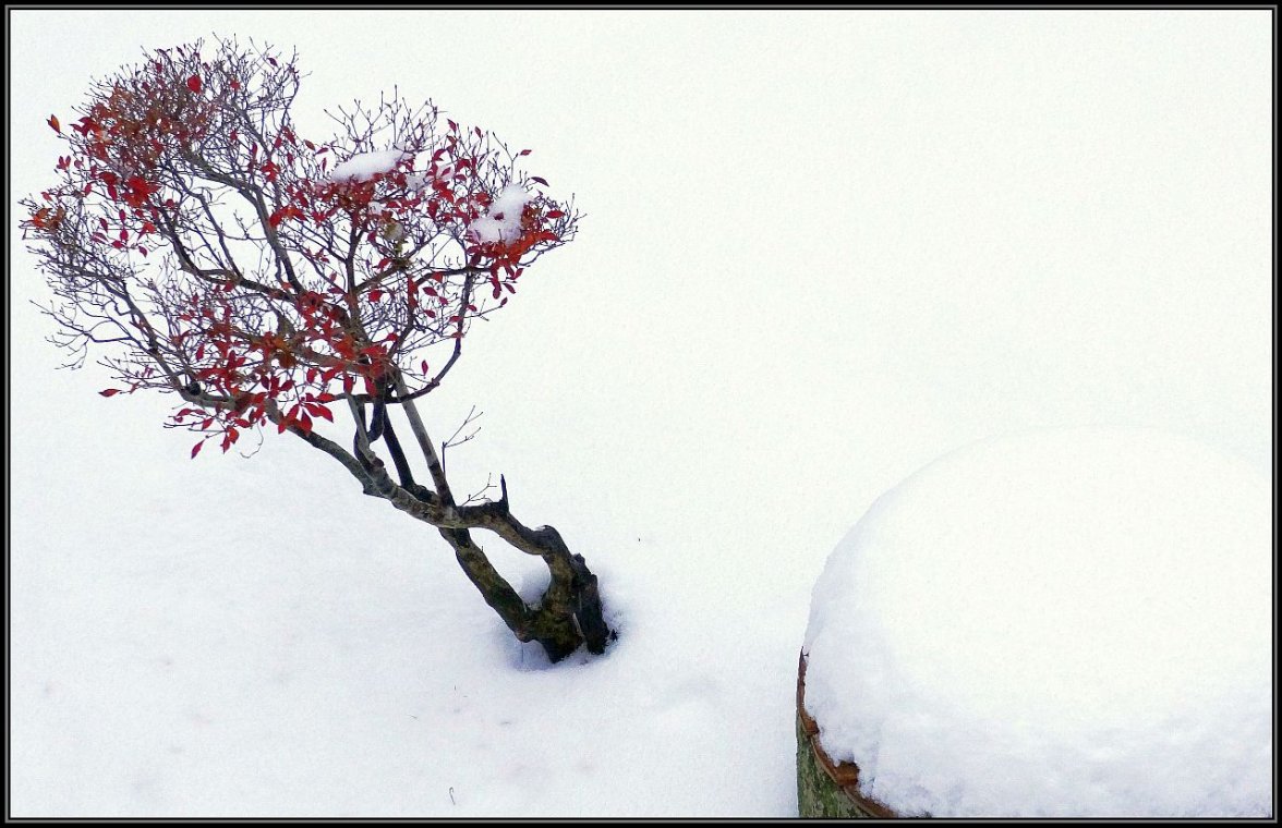 snow in the garden.jpg