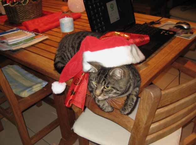 Santa_Cat.jpg
