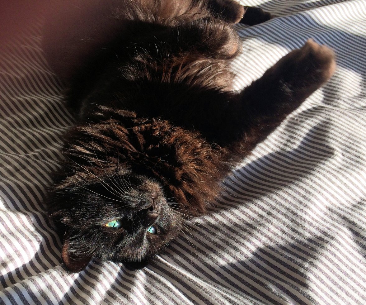 Cat Sun 01 - Copy.jpg