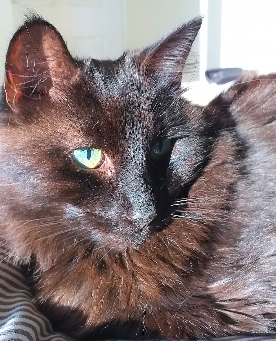 Cat Suno 03a - Copy.jpg