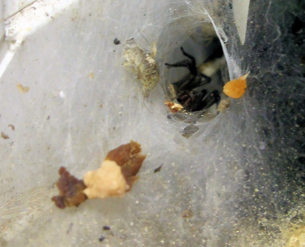 Dinner 01 - Copy.jpg