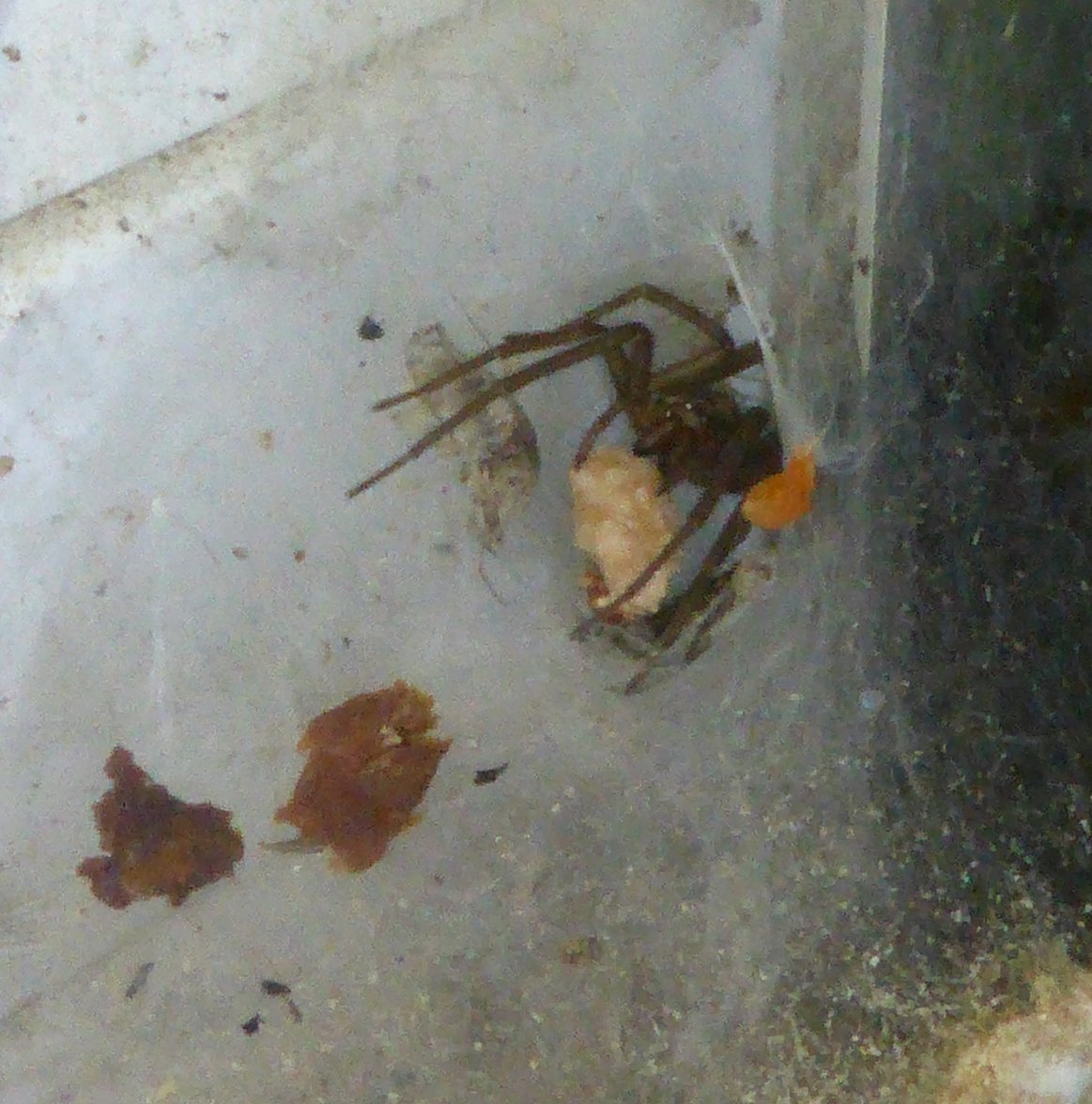 Dinner 02 - Copy.jpg