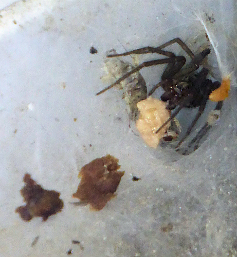 Dinner 03 - Copy.jpg