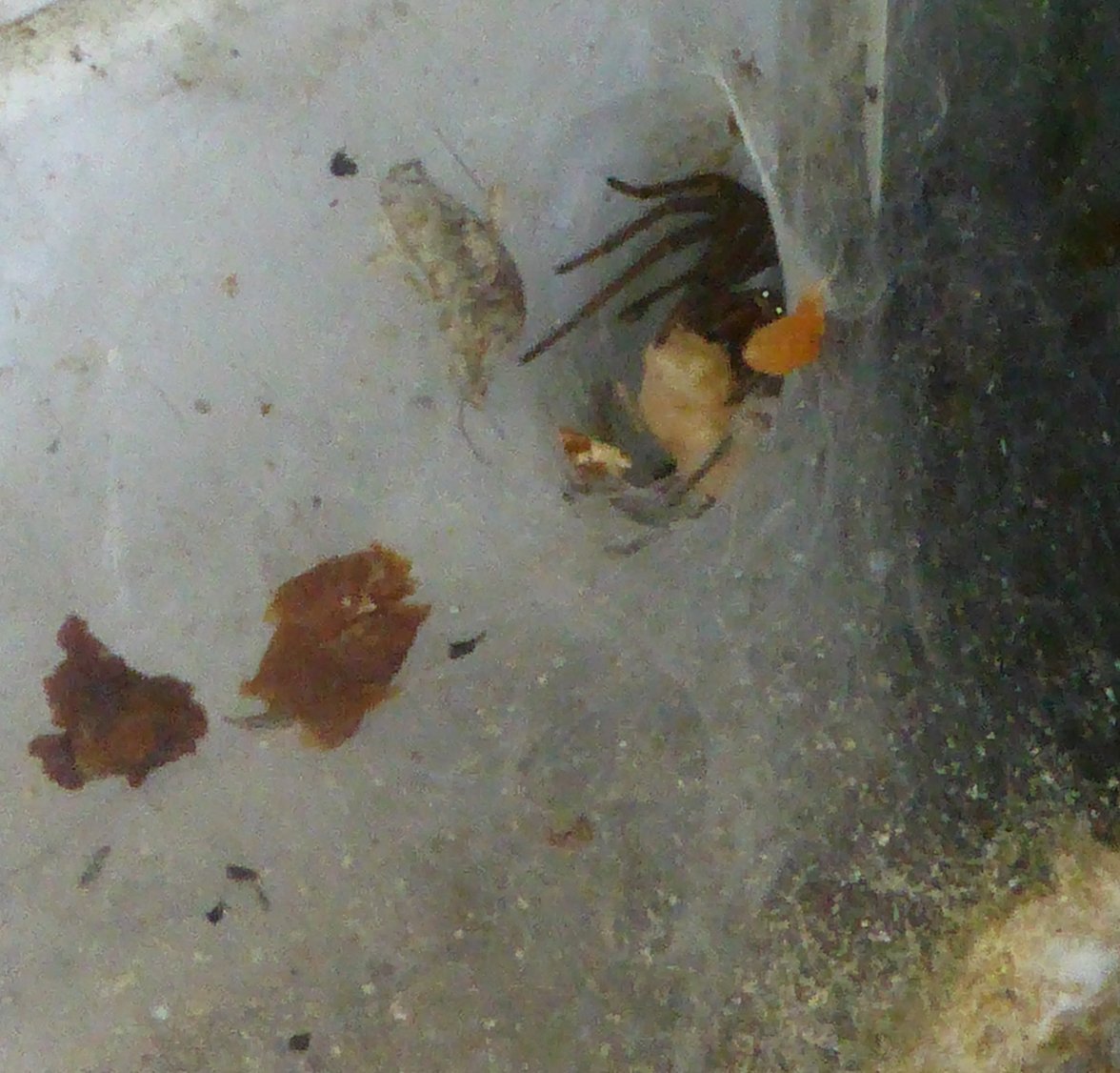 Dinner 04 - Copy.jpg