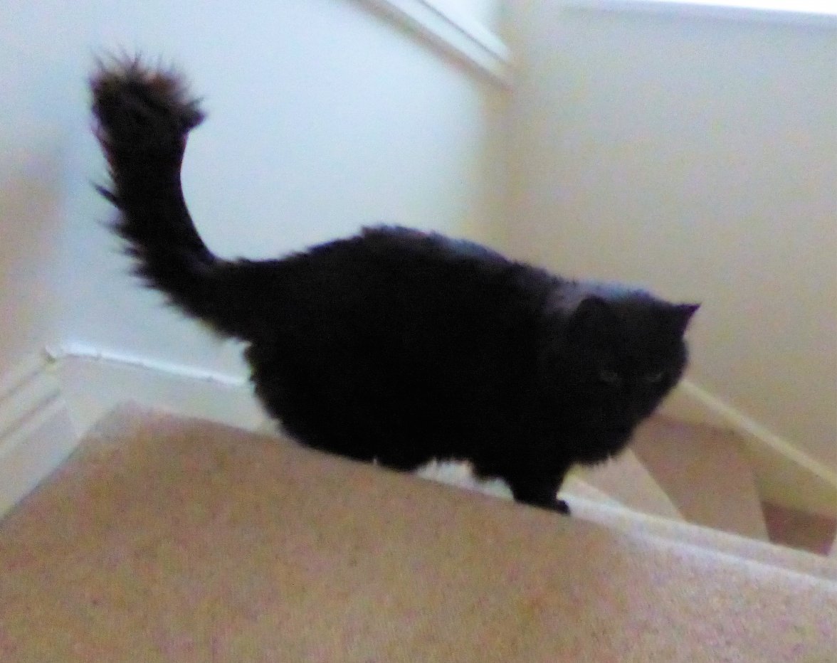 R U Coming  - Copy.jpg