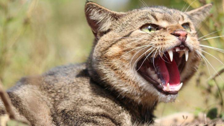 feralcat.jpg feralcat.jpg