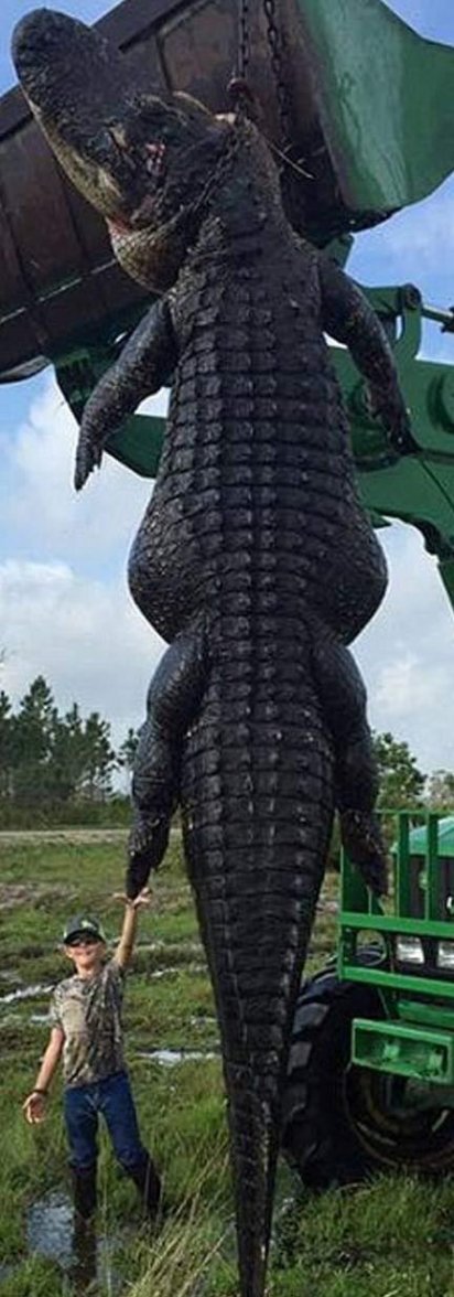 15+ foot gator.jpg 15+ foot gator.jpg