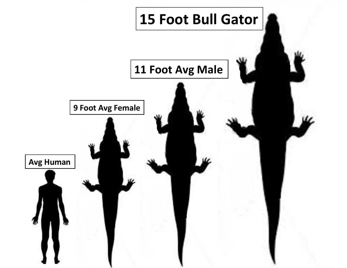 Alligator comparative sizes-page-001.jpg Alligator comparative sizes-page-001.jpg